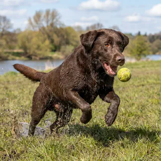 Labrador playing fetch