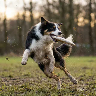 Border Collie catching frisbee